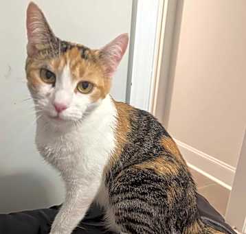 Photo of Marshmallow