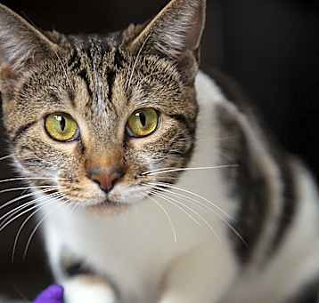 Photo of Tiger Lily