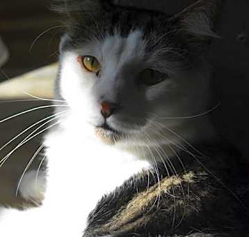 Photo of Tommy