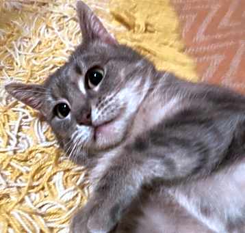 Photo of Greycie