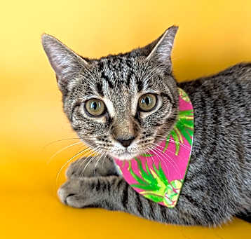Photo of Sweeney (Itty Bitty Litter)
