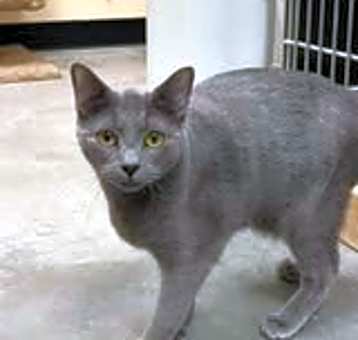 Photo of Gummi (Russian Blue Mix) (Bonded with Winnie)