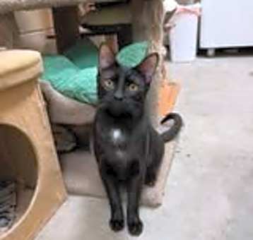 Photo of Winnie (Bonded with Gummi)
