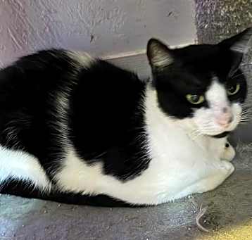 Photo of Domino