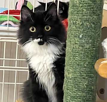 Photo of Fluffy Bucket