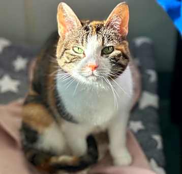 Photo of Squeaker