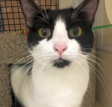 Photo of Dottie (Bonded with Sammie)