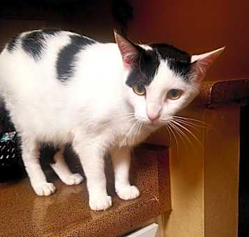 Photo of valentine