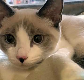 Photo of Tippy