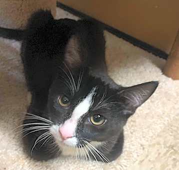 Photo of sylvester