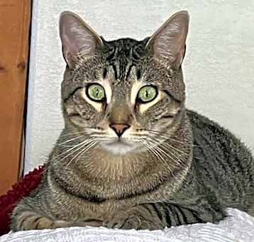 Photo of Smokey (Sita & Little Spirit