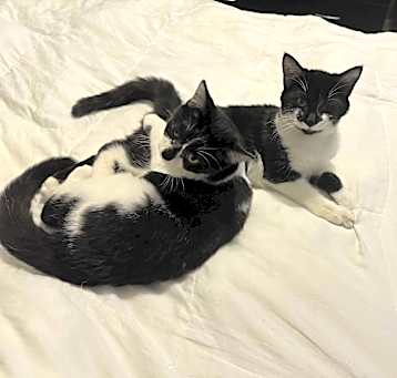 Photo of Perry bonded with Pippy