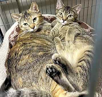 Photo of CAT- FAITH
