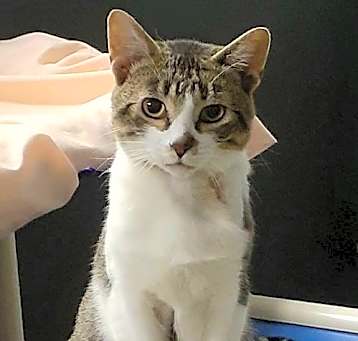 Photo of Louie