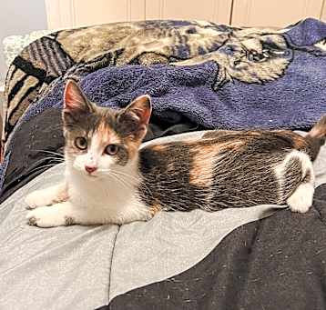 Photo of Buttercup