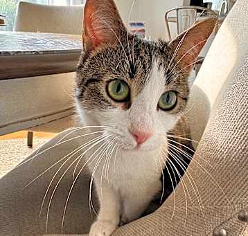 Photo of Fig