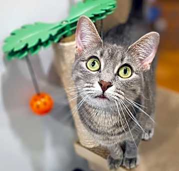 Photo of Jellybean