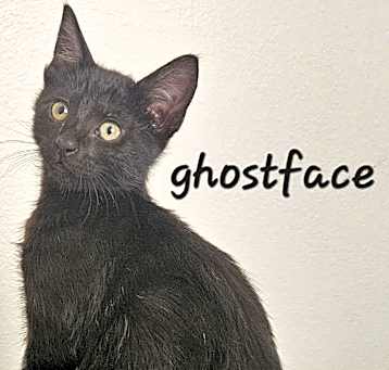 Photo of Ghostface