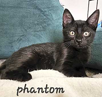 Photo of Phantom