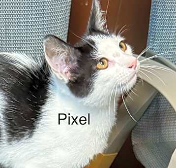 Photo of Pixel