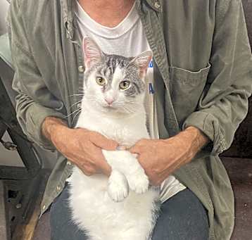 Photo of Dash