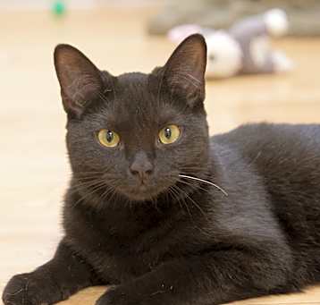 Photo of Kipper