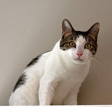 Photo of Maverick