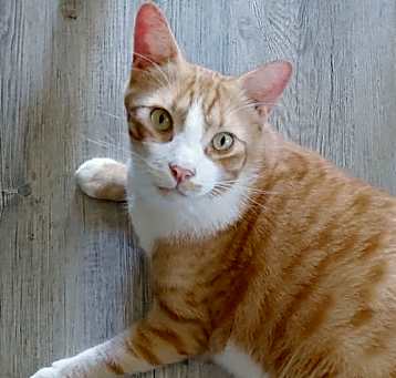 Photo of Garfield