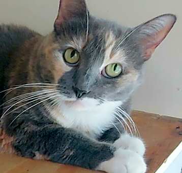 Photo of Patches