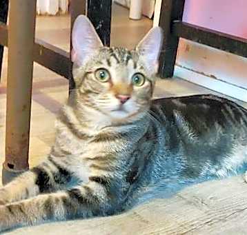 Photo of Brody