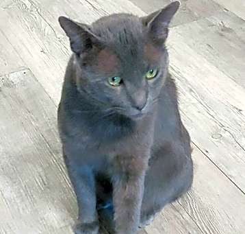 Photo of Shadow Blackstone