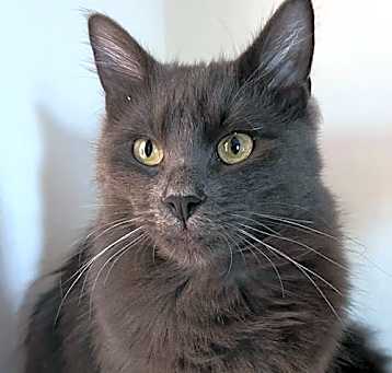 Photo of Ash