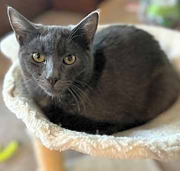 Photo of Coal