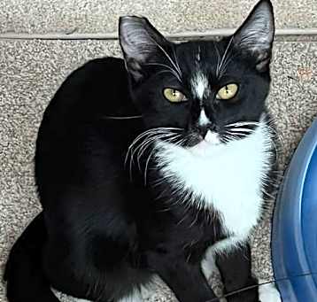Photo of Mamba
