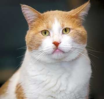 Photo of Norman (Pending application)