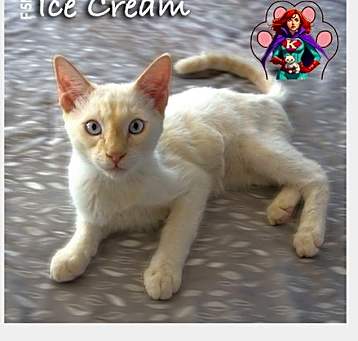 Photo of Ice Cream