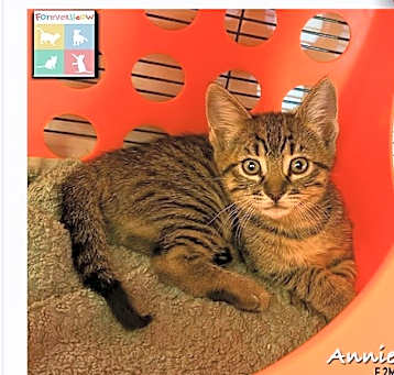 Photo of Annie