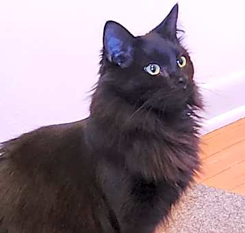 Photo of Brizzy