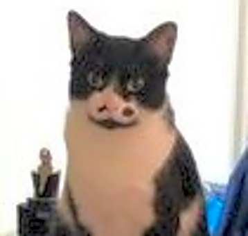Photo of Jinx   (Bonded to Jerry)