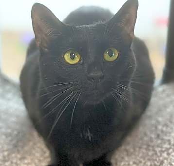 Photo of Velveteen
