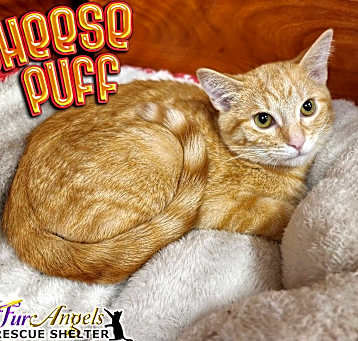 Photo of Cheese Puff