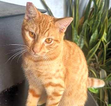 Photo of PUMPKIN