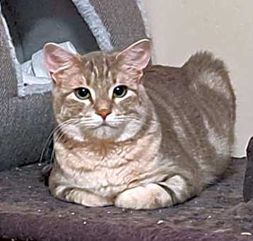 Photo of Tigga