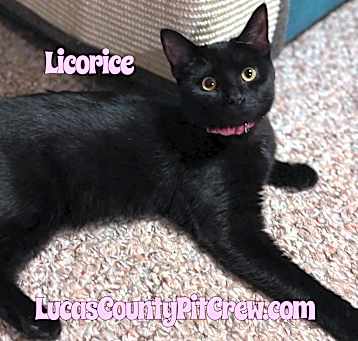 Photo of Licorice
