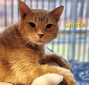 Photo of Sprite