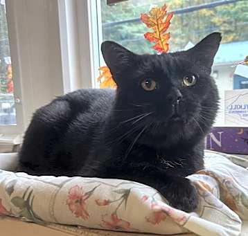Photo of Jethro
