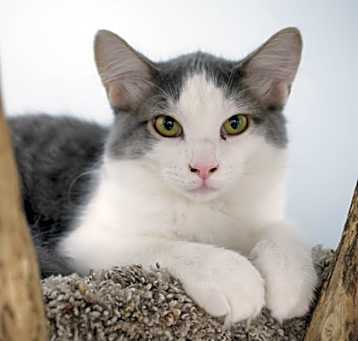 Photo of Peanut