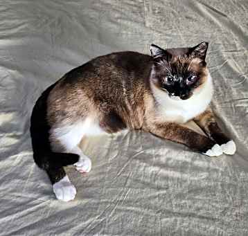 Photo of Rebel (Rug)