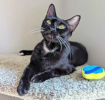 Photo of Tinkerbell (Peter Pan Litter)