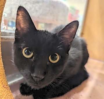 Photo of Nugget